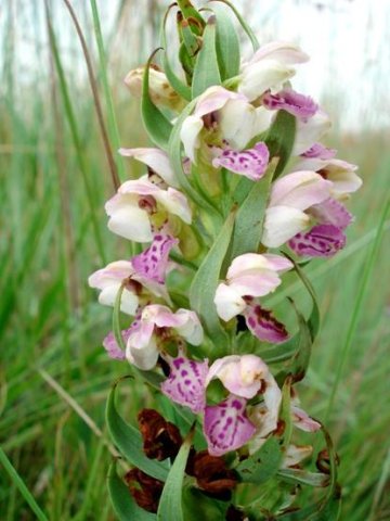 Brachycorythis conica subsp. transvaalensis displaying floral bracts
