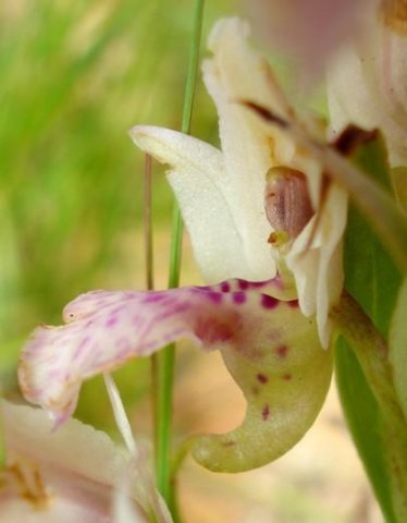 Brachycorythis conica subsp. transvaalensis flower in profile