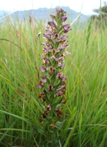 Brachycorythis ovata subsp. ovata in grassland