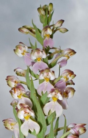 Brachycorythis pubescens is twisted