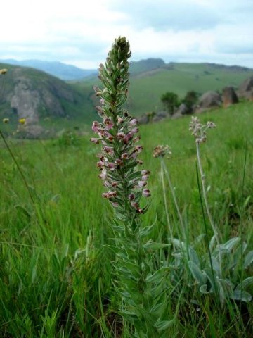 Brachycorythis pubescens leaves
