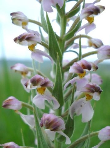 Brachycorythis pubescens is hairy