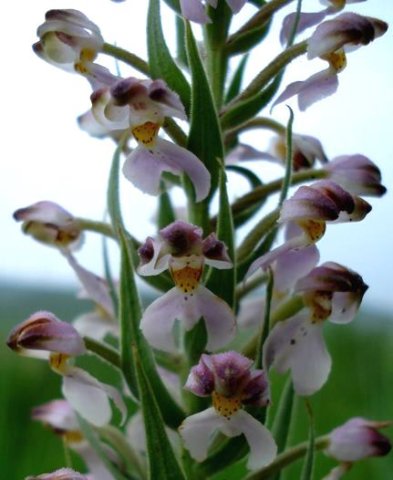 Brachycorythis