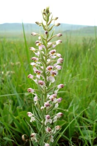Brachycorythis pubescens