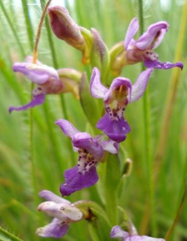Brachycorythis tenuior inflorescence