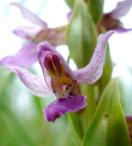 Brachycorythis tenuior flower column