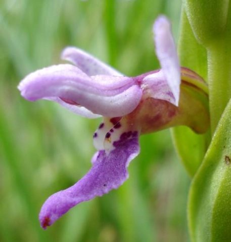Brachycorythis tenuior flower profile