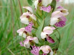Brachycorythis conica subsp. transvaalensis displaying floral bracts