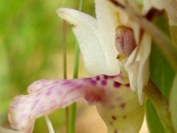 Brachycorythis conica subsp. transvaalensis flower in profile