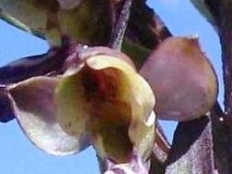 Brachycorythis ovata subsp. ovata flower