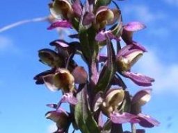 Brachycorythis ovata subsp. ovata inflorescence