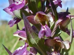 Brachycorythis ovata subsp. ovata