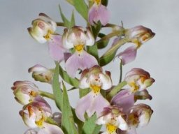 Brachycorythis pubescens is twisted