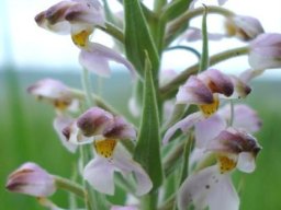 Brachycorythis pubescens is hairy