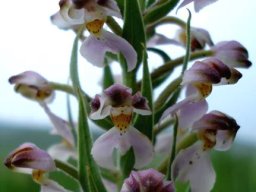 Brachycorythis