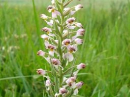 Brachycorythis pubescens