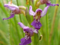 Brachycorythis tenuior inflorescence