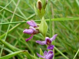 Brachycorythis tenuior buds as well