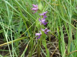 Brachycorythis tenuior