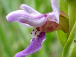 Brachycorythis tenuior flower profile