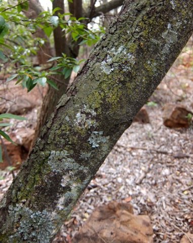 Brachylaena discolor trunk
