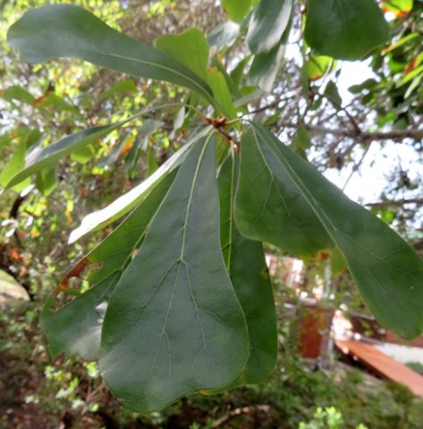 Brachylaena