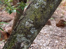 Brachylaena discolor trunk