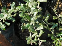 Brachylaena elliptica