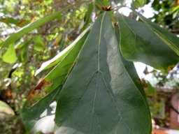 Brachylaena elliptica or bitter-leaf