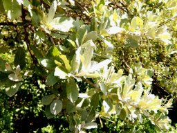 Brachylaena rotundata leaves