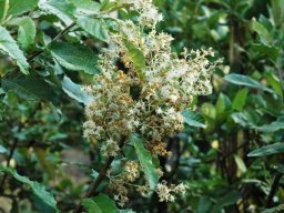 Brachylaena transvaalensis