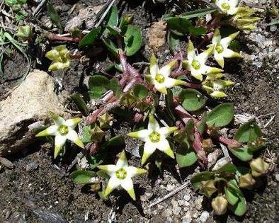 Brachystelma stellatum, the star brachystelma 