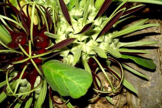 Brachystelma barberae