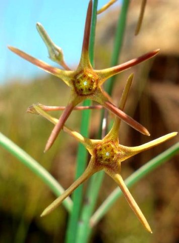 Brachystelma chloranthum