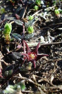 Brachystelma flower, maybe pulchella?