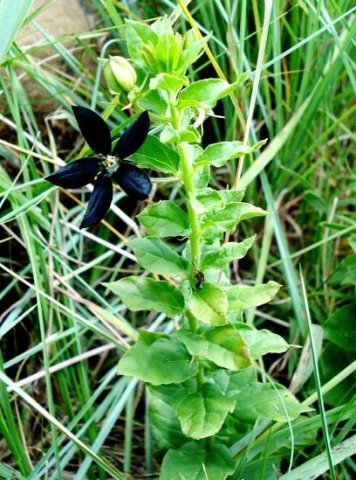 Brachystelma gerrardii