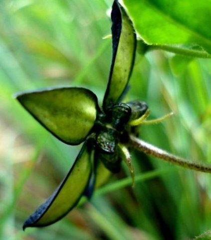 Brachystelma gerrardii flower seen from the back