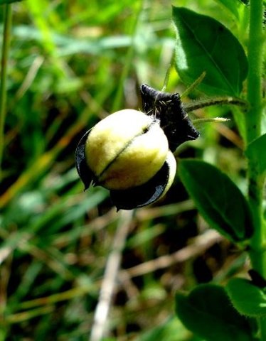 Brachystelma gerrardii flower nearly open