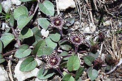 Brachystelma coddii