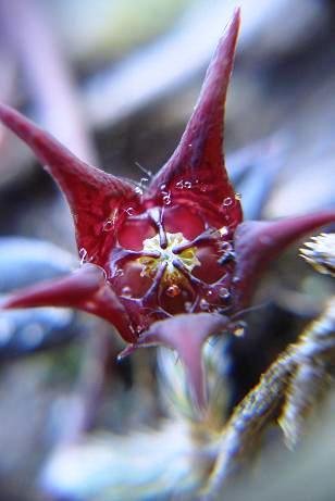 Brachystelma species, maybe pulchella