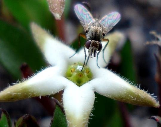 Brachystelma stellatum inspector given lunch