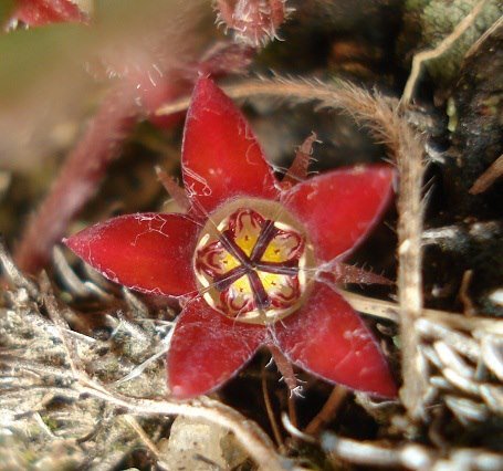 Brachystelma swazicum