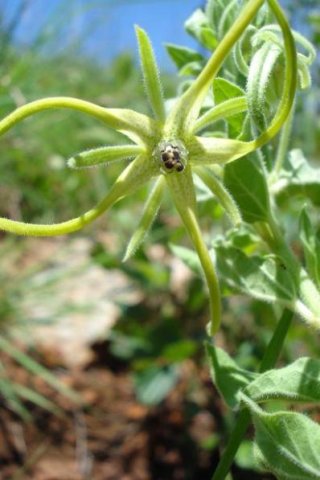 Brachystelma macropetalum