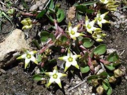 Brachystelma stellatum, the star brachystelma 