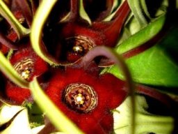 Brachystelma barberae