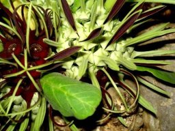 Brachystelma barberae