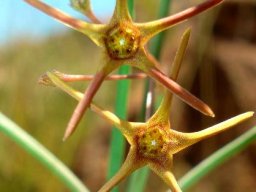 Brachystelma chloranthum
