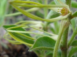 Brachystelma circinatum