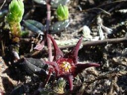 Brachystelma flower, maybe pulchella?