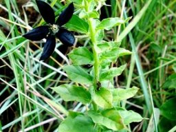Brachystelma gerrardii